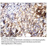 Anti-Myoglobin Antibody from FabGennix (MYGB-101AP) - Antibodies.com