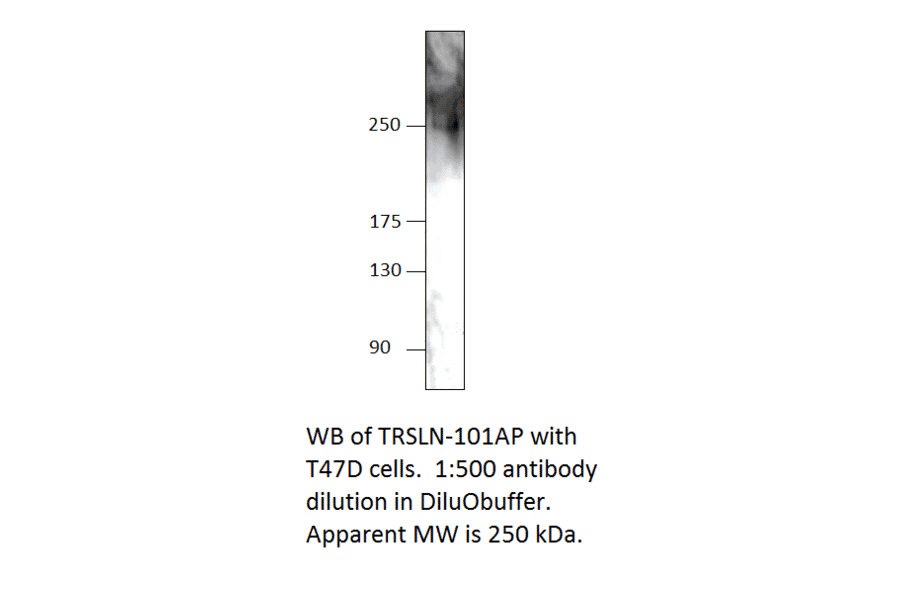 Anti-C15orf42 Antibody from FabGennix (TRSLN-101AP) - Antibodies.com