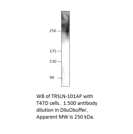 Anti-C15orf42 Antibody from FabGennix (TRSLN-101AP) - Antibodies.com