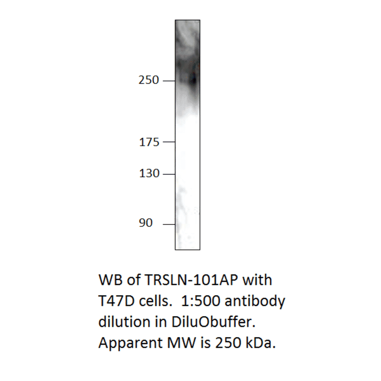 Anti-C15orf42 Antibody from FabGennix (TRSLN-101AP) - Antibodies.com