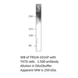 Anti-C15orf42 Antibody from FabGennix (TRSLN-101AP) - Antibodies.com