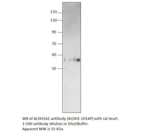 Anti-ALDH1A1 Antibody from FabGennix (ALDH1-101AP) - Antibodies.com