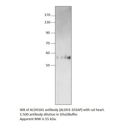 Anti-ALDH1A1 Antibody from FabGennix (ALDH1-101AP) - Antibodies.com