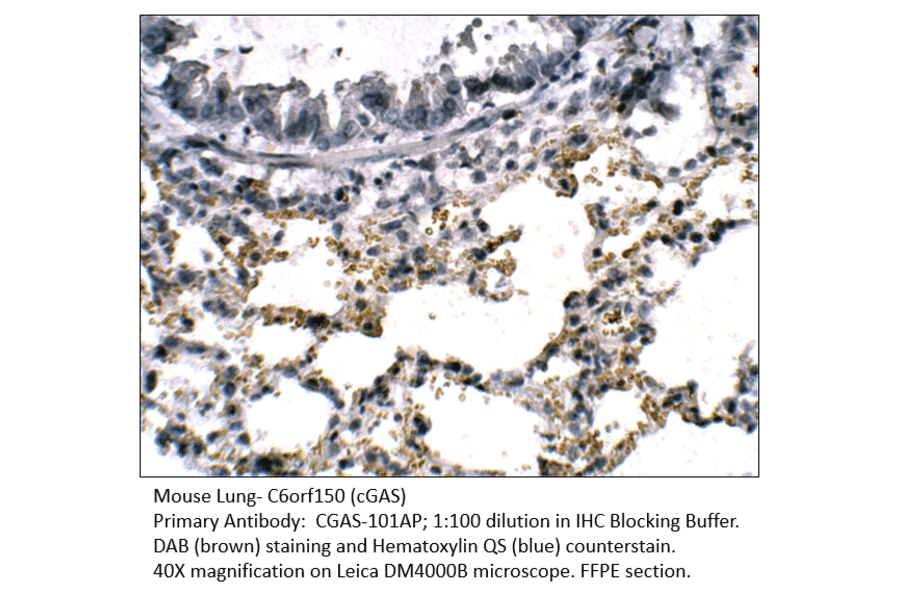 Anti-C6orf150 Antibody from FabGennix (CGAS-101AP) - Antibodies.com