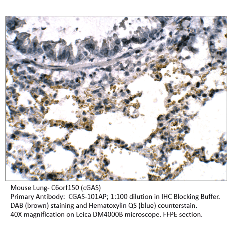 Anti-C6orf150 Antibody from FabGennix (CGAS-101AP) - Antibodies.com