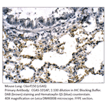 Anti-C6orf150 Antibody from FabGennix (CGAS-101AP) - Antibodies.com