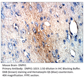 Anti-DNA PKcs Antibody from FabGennix (DNPK1-101Y) - Antibodies.com