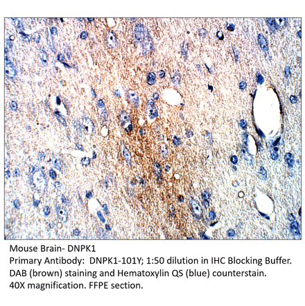 Anti-DNA PKcs Antibody from FabGennix (DNPK1-101Y) - Antibodies.com