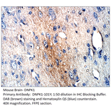 Anti-DNA PKcs Antibody from FabGennix (DNPK1-101Y) - Antibodies.com