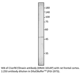 Anti-C1orf187 Antibody from FabGennix (DRAX-101AP) - Antibodies.com