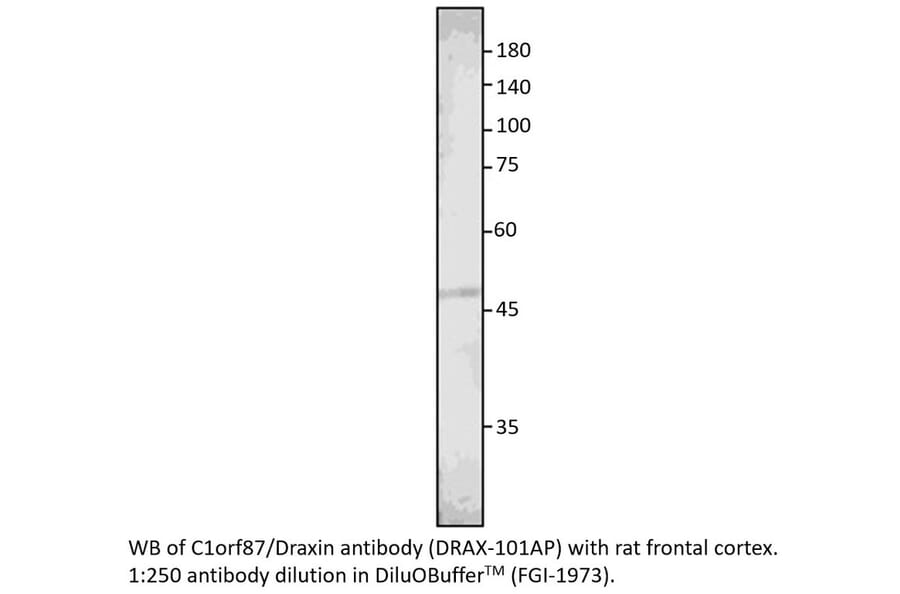 Anti-C1orf187 Antibody from FabGennix (DRAX-101AP) - Antibodies.com