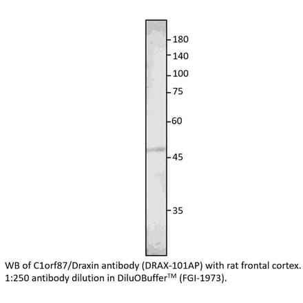 Anti-C1orf187 Antibody from FabGennix (DRAX-101AP) - Antibodies.com