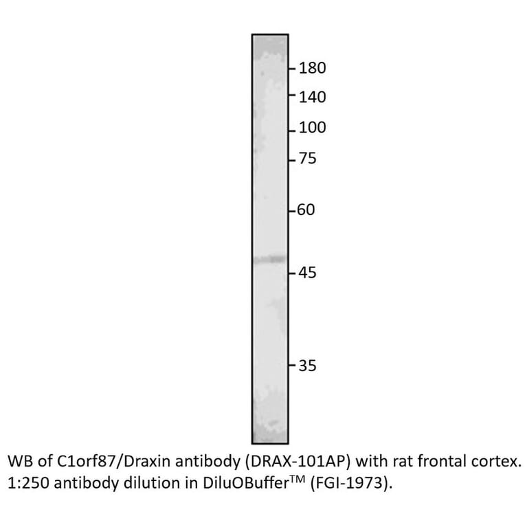 Anti-C1orf187 Antibody from FabGennix (DRAX-101AP) - Antibodies.com