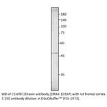 Anti-C1orf187 Antibody from FabGennix (DRAX-101AP) - Antibodies.com