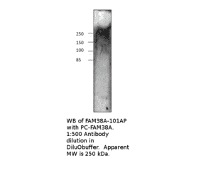 Anti-FAM38A Antibody from FabGennix (FAM38A-101AP) - Antibodies.com