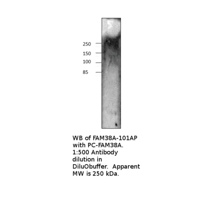 Anti-FAM38A Antibody from FabGennix (FAM38A-101AP) - Antibodies.com