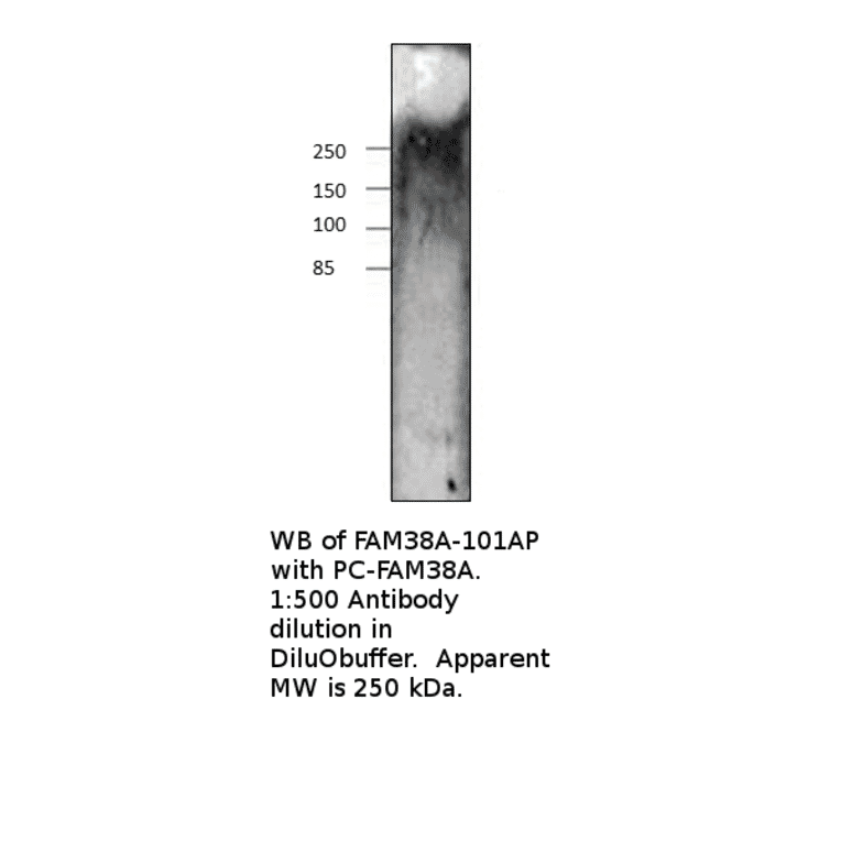 Anti-FAM38A Antibody from FabGennix (FAM38A-101AP) - Antibodies.com