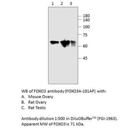 Anti-FOXO3A Antibody from FabGennix (FOXO3A-101AP) - Antibodies.com
