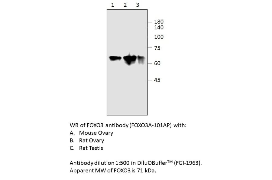 Anti-FOXO3A Antibody from FabGennix (FOXO3A-101AP) - Antibodies.com