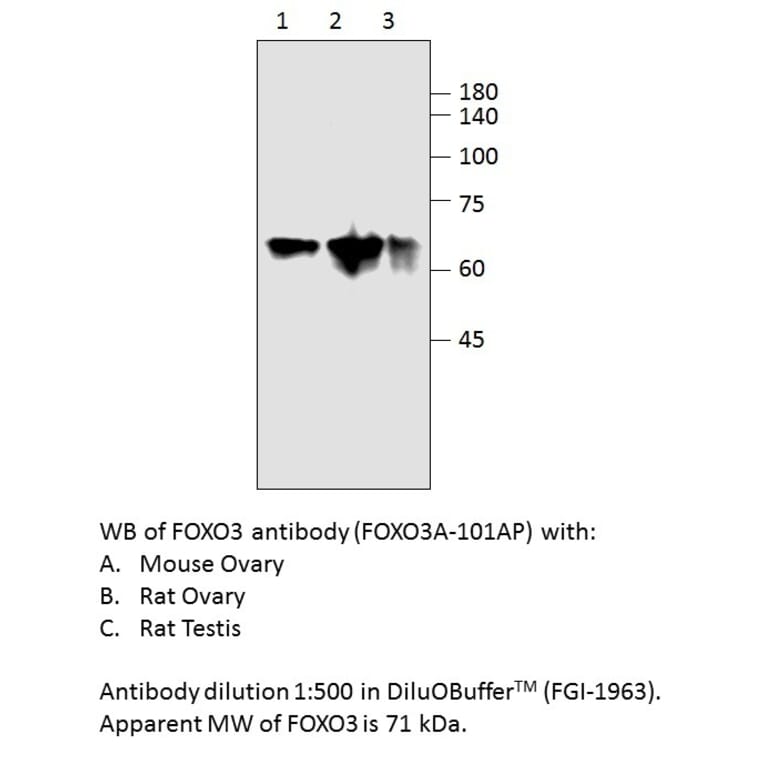 Anti-FOXO3A Antibody from FabGennix (FOXO3A-101AP) - Antibodies.com