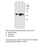 Anti-FOXO3A Antibody from FabGennix (FOXO3A-101AP) - Antibodies.com
