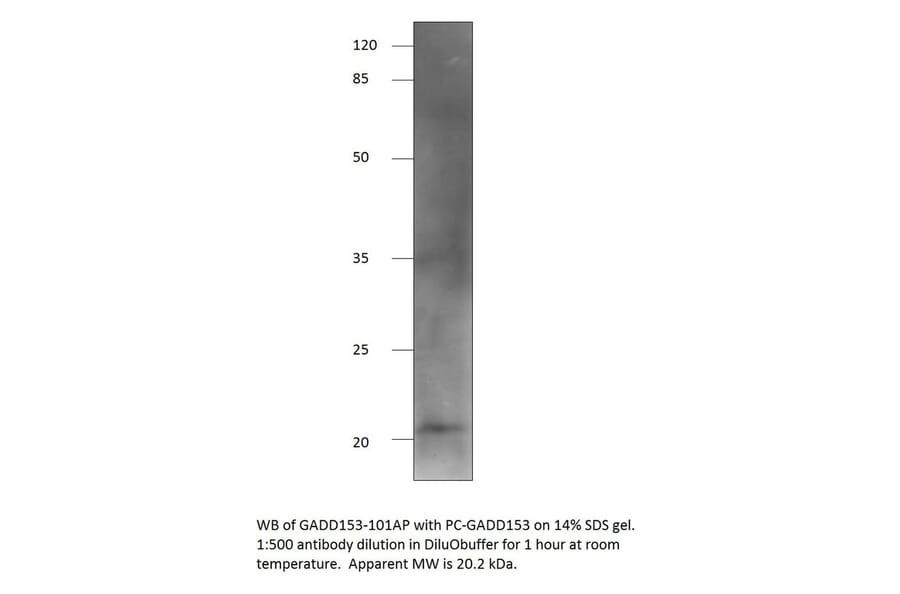 Anti-DDIT3 Antibody from FabGennix (GADD153-101AP) - Antibodies.com