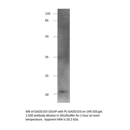 Anti-DDIT3 Antibody from FabGennix (GADD153-101AP) - Antibodies.com