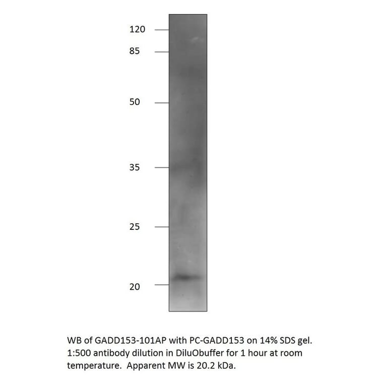 Anti-DDIT3 Antibody from FabGennix (GADD153-101AP) - Antibodies.com