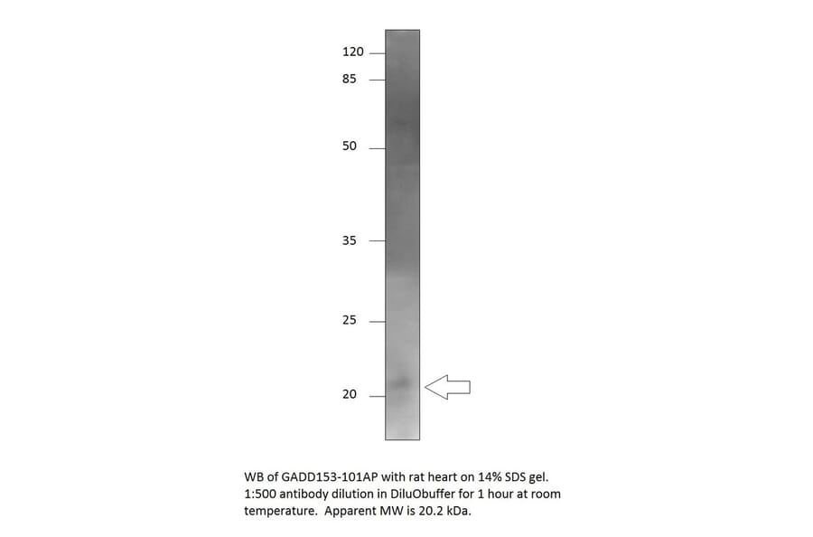 Anti-DDIT3 Antibody from FabGennix (GADD153-101AP) - Antibodies.com