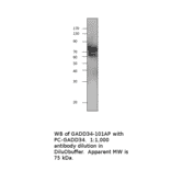 Anti-GADD34 Antibody from FabGennix (GADD34-101AP) - Antibodies.com