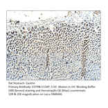 Anti-Gastrin Antibody from FabGennix (GSTRN-112AP) - Antibodies.com