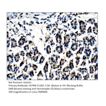 Anti-Gastrin Antibody from FabGennix (GSTRN-112AP) - Antibodies.com