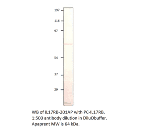 Anti-IL17RB Antibody from FabGennix (IL17RB-201AP) - Antibodies.com