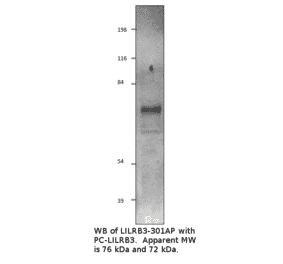 Anti-LILRB3 Antibody from FabGennix (LILRB3-301AP) - Antibodies.com