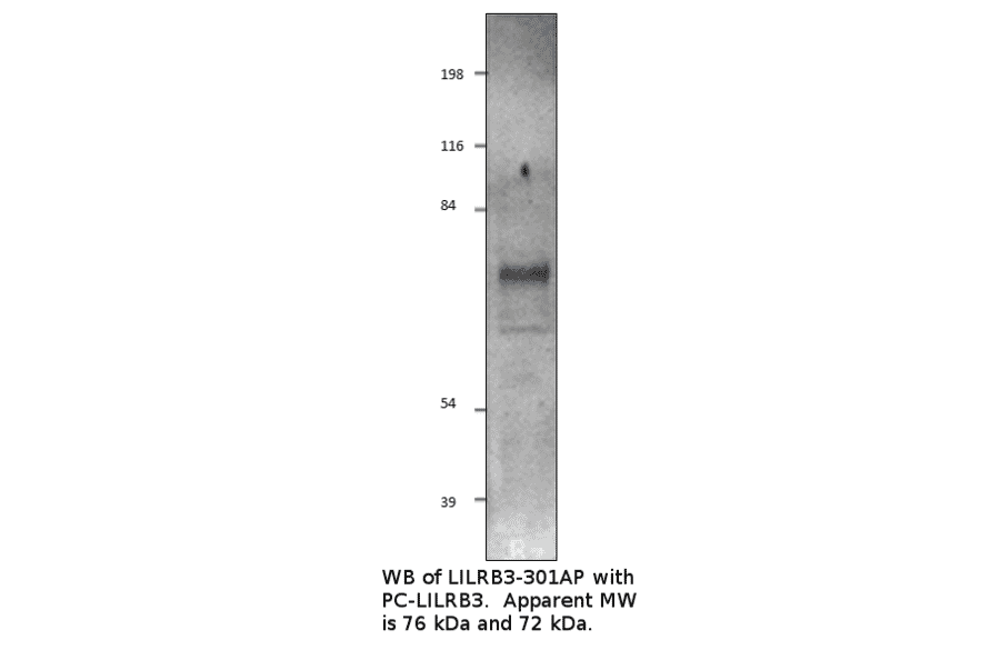Anti-LILRB3 Antibody from FabGennix (LILRB3-301AP) - Antibodies.com