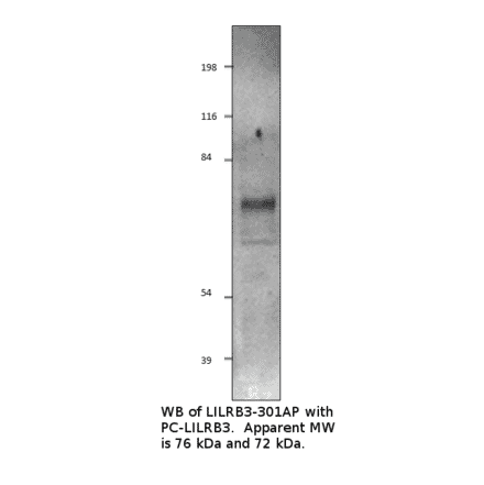 Anti-LILRB3 Antibody from FabGennix (LILRB3-301AP) - Antibodies.com