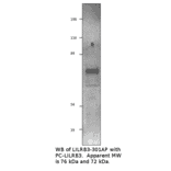 Anti-LILRB3 Antibody from FabGennix (LILRB3-301AP) - Antibodies.com