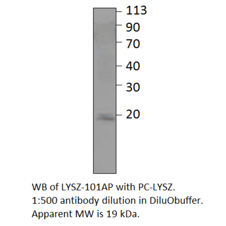 Anti-Lysozyme Antibody from FabGennix (LYSZ-101AP) - Antibodies.com