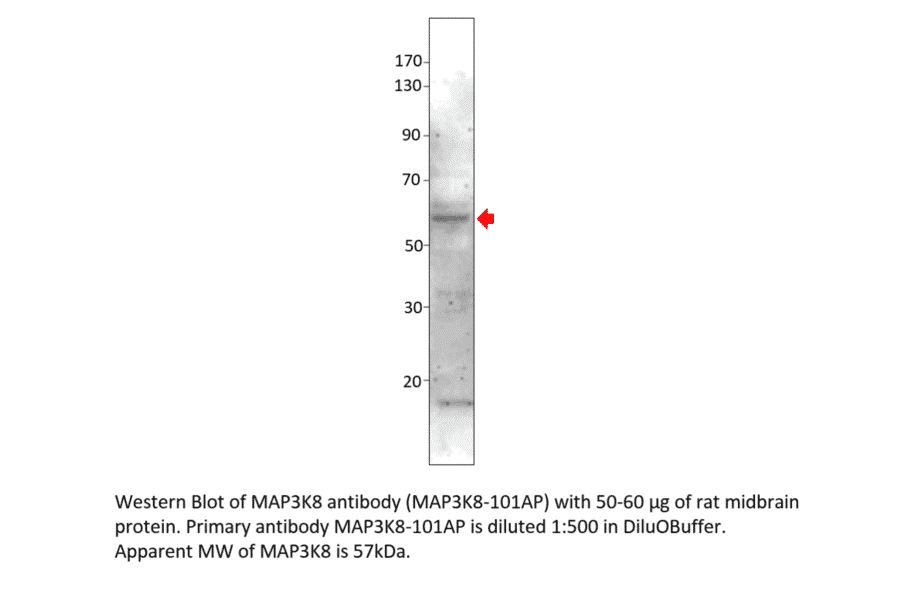 Anti-MAP3K8 Antibody from FabGennix (MAP3K8-101AP) - Antibodies.com