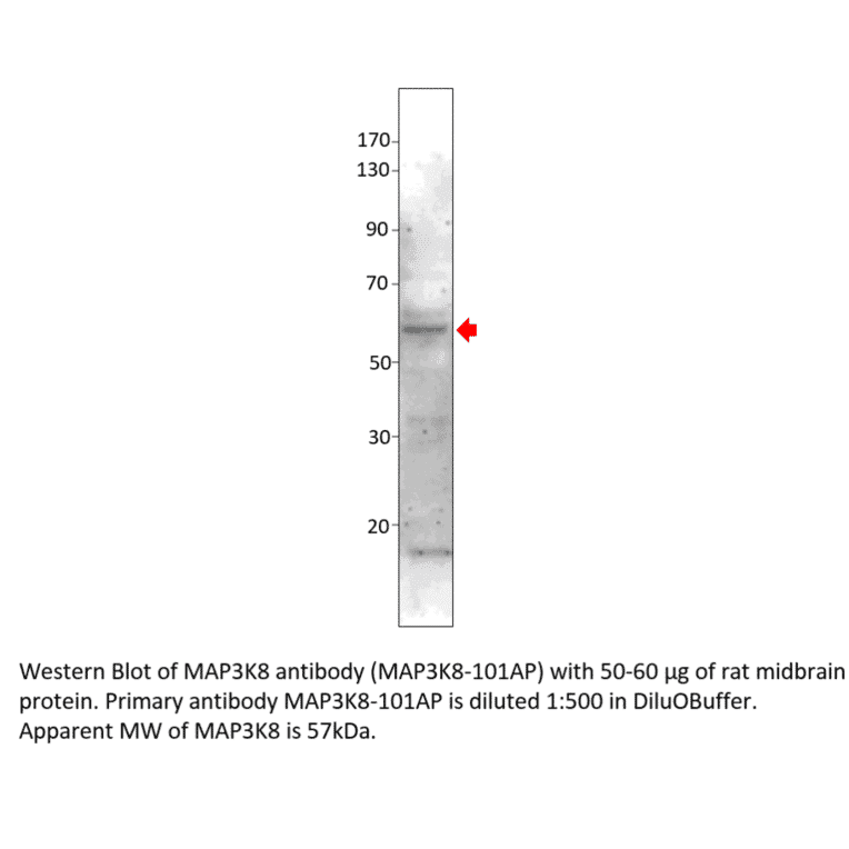 Anti-MAP3K8 Antibody from FabGennix (MAP3K8-101AP) - Antibodies.com