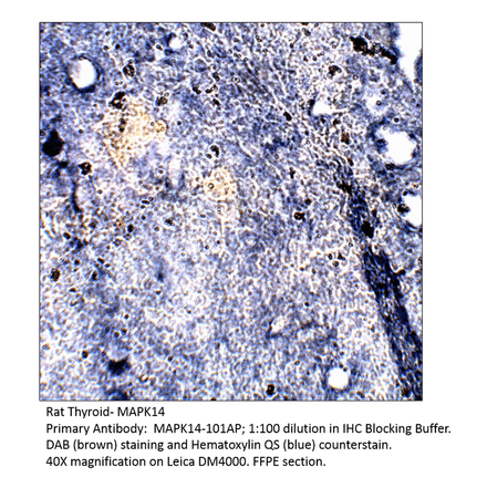 Anti-MAPK14 Antibody from FabGennix (MAPK14-101AP) - Antibodies.com