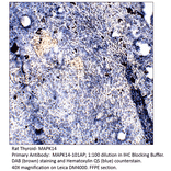 Anti-MAPK14 Antibody from FabGennix (MAPK14-101AP) - Antibodies.com