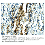 Anti-SLC12A1 Antibody from FabGennix (NKCC2-101AP) - Antibodies.com