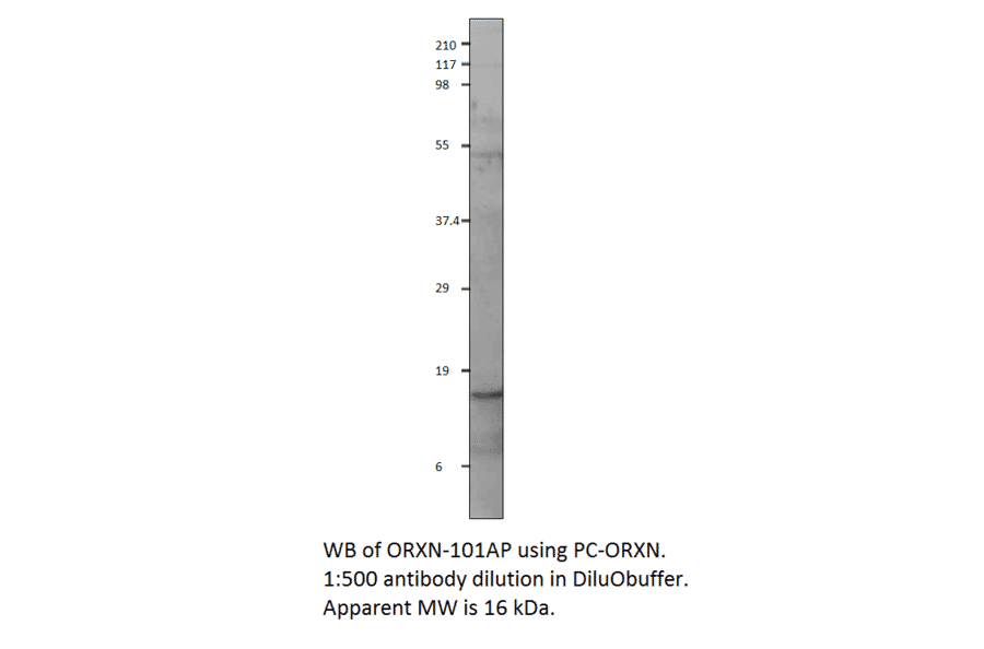 Anti-Orexin A Antibody from FabGennix (ORXN-101AP) - Antibodies.com