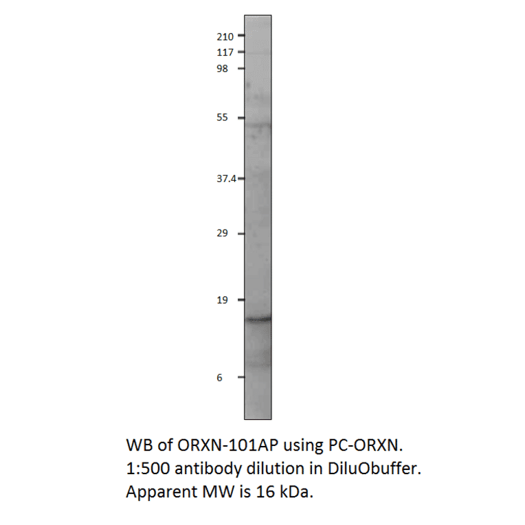 Anti-Orexin A Antibody from FabGennix (ORXN-101AP) - Antibodies.com