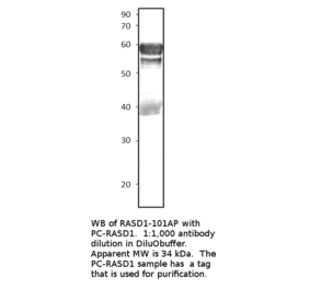 Anti-Dexras1 Antibody from FabGennix (RASD1-101AP) - Antibodies.com