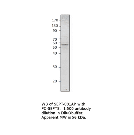 Anti-Septin 8 Antibody from FabGennix (SEPT-801AP) - Antibodies.com