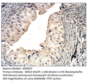 Anti-SERINC4 Antibody from FabGennix (SERC4-401AP) - Antibodies.com