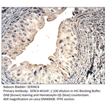 Anti-SERINC4 Antibody from FabGennix (SERC4-401AP) - Antibodies.com