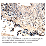 Anti-SERINC4 Antibody from FabGennix (SERC4-401AP) - Antibodies.com